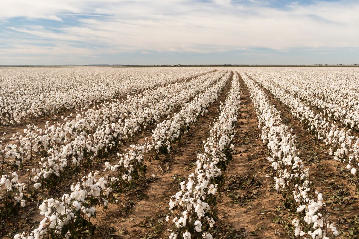 20 Interesting Facts About Pakistan 17 Facts About Pakistan: Gaint cotton producer