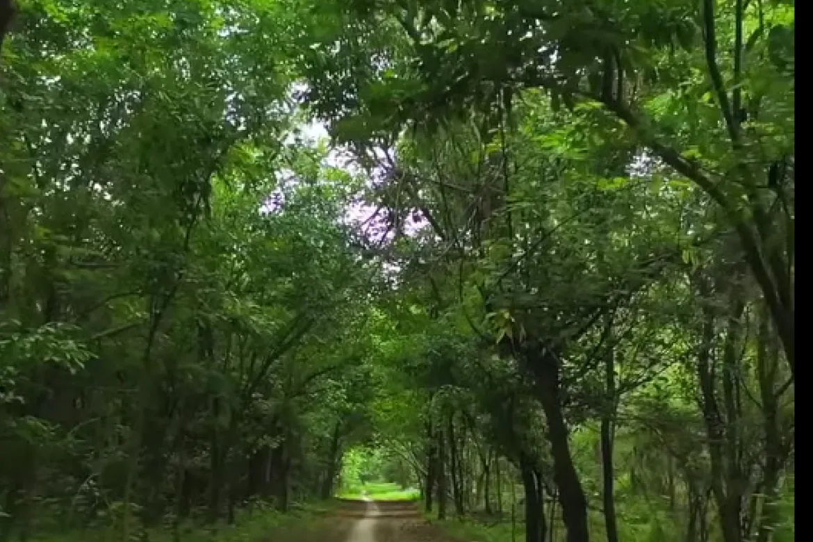 Top 10 Forests In Pakistan – Location, Area Covered, Types 8 Top 10 forest in Pakistan - Changa Manga Forest - Man made forest