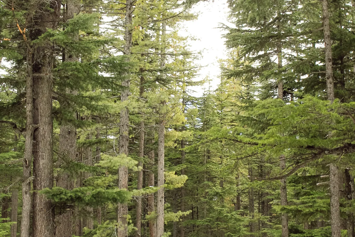 Top 10 Forests In Pakistan – Location, Area Covered, Types 14 Top 10 forests in Pakistan - Kalam Forest