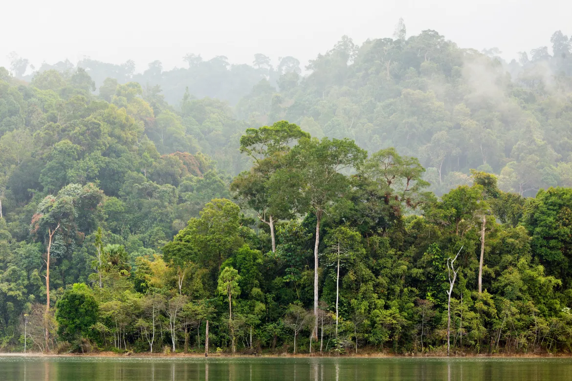 Top 10 Forests In Pakistan – Location, Area Covered, Types 4 Top 10 Forests In Pakistan - Location, Area Covered, Types - Pakistan Tour n Travel
