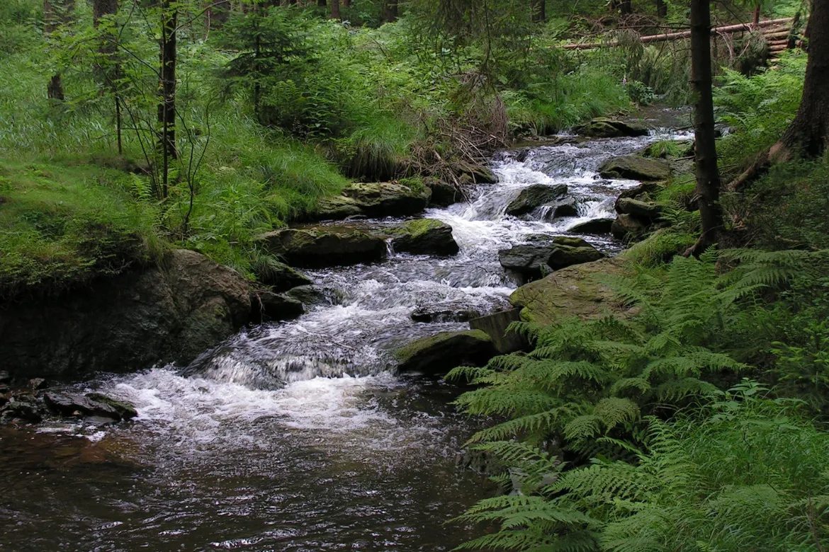 Top 10 Forests In Pakistan – Location, Area Covered, Types 20 Importance of forests - water Regulation